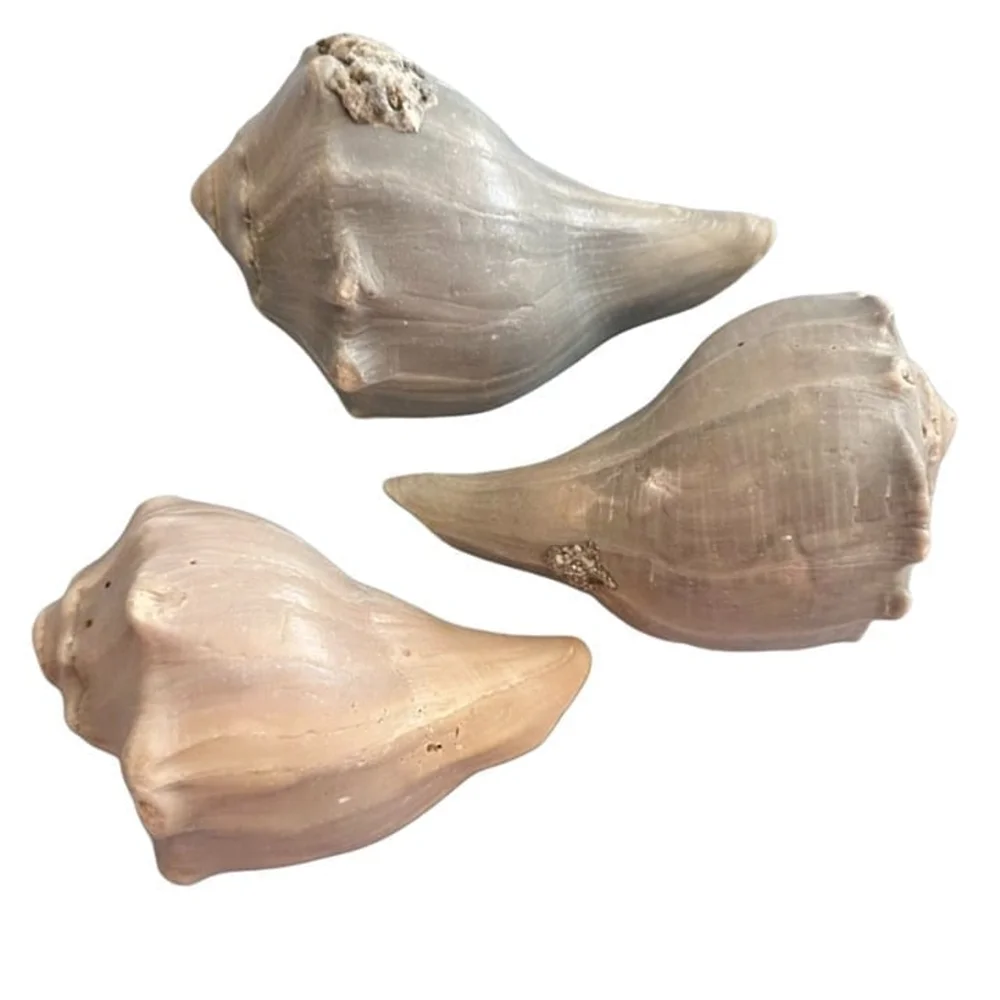Natural Conch Shells,  Set of 3, each 5